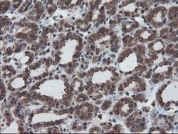 SKIL Monoclonal Antibody (OTI3E2), TrueMAB , OriGene 100 &mu;L; Unconjugated:Antibodies,