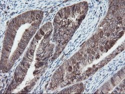 SKIL Monoclonal Antibody (OTI3E2), TrueMAB , OriGene 100 &mu;L; Unconjugated:Antibodies,