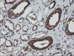 SKIL Monoclonal Antibody (OTI3E2), TrueMAB , OriGene 100 &mu;L; Unconjugated:Antibodies,