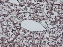 SKIL Monoclonal Antibody (OTI3E2), TrueMAB , OriGene 100 &mu;L; Unconjugated:Antibodies,