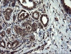 SKIL Monoclonal Antibody (OTI3E9), TrueMAB , OriGene 100 &mu;L; Unconjugated:Antibodies,