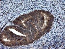 SKIL Monoclonal Antibody (OTI3E9), TrueMAB , OriGene 100 &mu;L; Unconjugated:Antibodies,