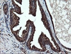 SKIL Monoclonal Antibody (OTI3E9), TrueMAB , OriGene 100 &mu;L; Unconjugated:Antibodies,