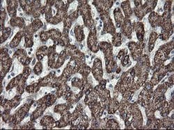 SKIL Monoclonal Antibody (OTI3E9), TrueMAB , OriGene 100 &mu;L; Unconjugated:Antibodies,