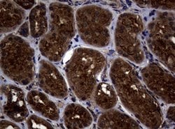 SKIL Monoclonal Antibody (OTI2C9), TrueMAB , OriGene:Antibodies:Primary