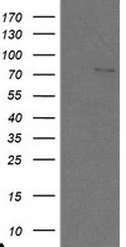 SKIL Monoclonal Antibody (OTI3A7), TrueMAB , OriGene 100 &mu;L; Unconjugated:Antibodies,