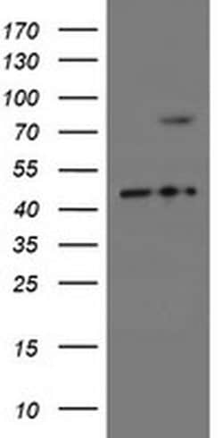 SKIL Monoclonal Antibody (OTI3E9), TrueMAB , OriGene:Antibodies:Primary