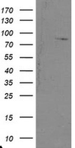 SKIL Monoclonal Antibody (OTI2C5), TrueMAB , OriGene:Antibodies:Primary