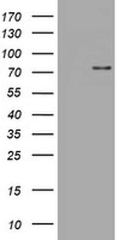 SKIL Monoclonal Antibody (OTI2C9), TrueMAB , OriGene 100 &mu;L; Unconjugated:Antibodies,