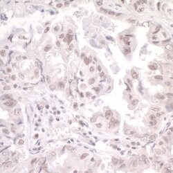 SKIV2L2 Rabbit anti-Human, Mouse, Polyclonal, Bethyl Laboratories 100 &mu;L;