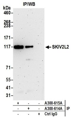 SKIV2L2 Rabbit anti-Human, Mouse, Polyclonal, Bethyl Laboratories 100 &mu;L;