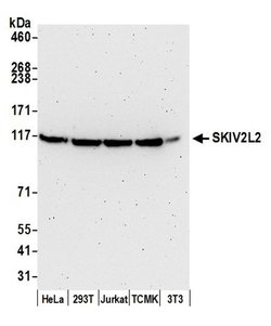 SKIV2L2 Rabbit anti-Human, Mouse, Polyclonal, Bethyl Laboratories 100 &mu;L;