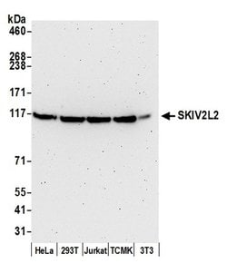 SKIV2L2 Polyclonal Antibody, Bethyl Laboratories:Antibodies:Primary Antibodies