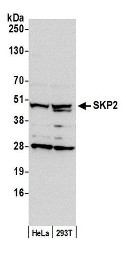 SKP2 Polyclonal Antibody, Bethyl Laboratories:Antibodies:Primary Antibodies