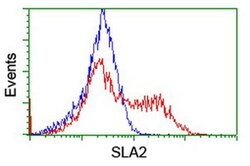 SLA2 Monoclonal Antibody (OTI1E7), TrueMAB , OriGene 100 &mu;L; Unconjugated:Antibodies,