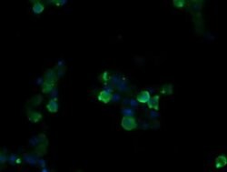SLA2 Monoclonal Antibody (OTI3D4), TrueMAB , OriGene:Antibodies:Primary