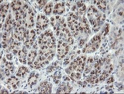 SLA2 Monoclonal Antibody (OTI3E3), TrueMAB , OriGene 30 &mu;L; Unconjugated:Antibodies,
