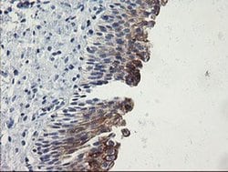 SLA2 Monoclonal Antibody (OTI3E3), TrueMAB , OriGene 30 &mu;L; Unconjugated:Antibodies,