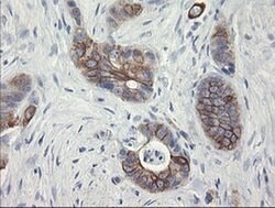 SLA2 Monoclonal Antibody (OTI3E3), TrueMAB , OriGene 30 &mu;L; Unconjugated:Antibodies,