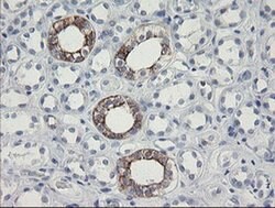 SLA2 Monoclonal Antibody (OTI3E3), TrueMAB , OriGene 30 &mu;L; Unconjugated:Antibodies,