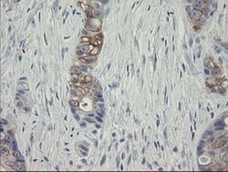 SLA2 Monoclonal Antibody (OTI1E7), TrueMAB , OriGene 100 &mu;L; Unconjugated:Antibodies,