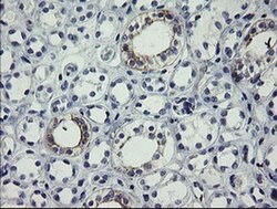 SLA2 Monoclonal Antibody (OTI1E7), TrueMAB , OriGene:Antibodies:Primary