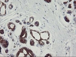 SLA2 Monoclonal Antibody (OTI3A7), TrueMAB , OriGene 30 &mu;L; Unconjugated:Antibodies,