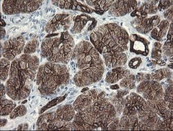 SLA2 Monoclonal Antibody (OTI3A7), TrueMAB , OriGene 30 &mu;L; Unconjugated:Antibodies,