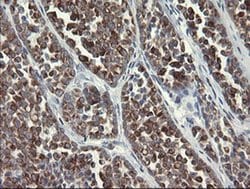 SLA2 Monoclonal Antibody (OTI3A7), TrueMAB , OriGene 30 &mu;L; Unconjugated:Antibodies,
