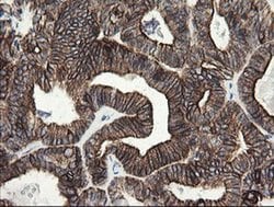 SLA2 Monoclonal Antibody (OTI3A7), TrueMAB , OriGene 30 &mu;L; Unconjugated:Antibodies,