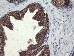 SLA2 Monoclonal Antibody (OTI3A7), TrueMAB , OriGene 30 &mu;L; Unconjugated:Antibodies,