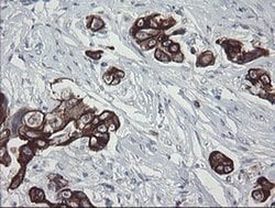 SLA2 Monoclonal Antibody (OTI3A7), TrueMAB , OriGene 30 &mu;L; Unconjugated:Antibodies,