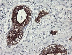 SLA2 Monoclonal Antibody (OTI3A7), TrueMAB , OriGene 30 &mu;L; Unconjugated:Antibodies,
