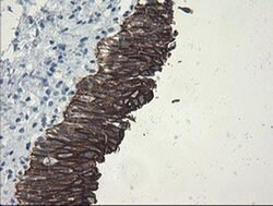 SLA2 Monoclonal Antibody (OTI3A7), TrueMAB , OriGene 30 &mu;L; Unconjugated:Antibodies,