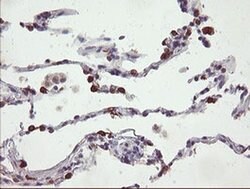 SLA2 Monoclonal Antibody (OTI3A7), TrueMAB , OriGene 30 &mu;L; Unconjugated:Antibodies,