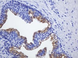 SLA2 Mouse anti-Human, Clone: OTI2B2, lyophilized, TrueMAB 100 &mu;g; Unconjugated:Antibodies,