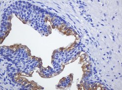 SLA2 Monoclonal Antibody (OTI2B2), TrueMAB , OriGene 100 &mu;L; Unconjugated:Antibodies,