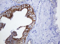 SLA2 Monoclonal Antibody (OTI2B2), TrueMAB , OriGene 100 &mu;L; Unconjugated:Antibodies,