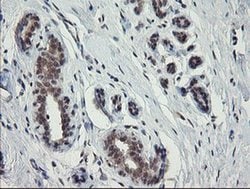 SLA2 Monoclonal Antibody (OTI1F7), TrueMAB , OriGene 30 &mu;L; Unconjugated:Anticuerpos