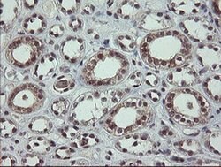 SLA2 Monoclonal Antibody (OTI1F7), TrueMAB , OriGene 30 &mu;L; Unconjugated:Anticuerpos