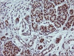 SLA2 Monoclonal Antibody (OTI4A11), TrueMAB , OriGene 100 &mu;L; Unconjugated:Antibodies,