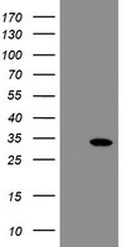 SLA2 Monoclonal Antibody (OTI1E7), TrueMAB , OriGene:Antibodies:Primary
