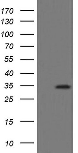 SLA2 Monoclonal Antibody (OTI4A11), TrueMAB , OriGene 100 &mu;L; Unconjugated:Antibodies,