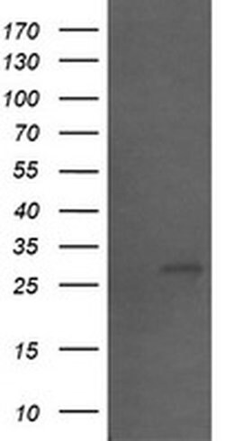 SLA2 Monoclonal Antibody (OTI3D4), TrueMAB , OriGene:Antibodies:Primary