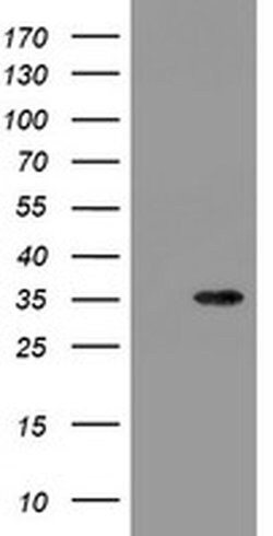 SLA2 Monoclonal Antibody (OTI2F7), TrueMAB , OriGene 100 &mu;L; Unconjugated:Antibodies,