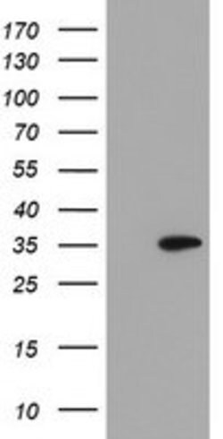 SLA2 Mouse anti-Human, Clone: OTI3H9, lyophilized, TrueMAB 100 &mu;g; Unconjugated:Antibodies,