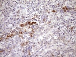 SLAMF7 Monoclonal Antibody (OTI3B3), TrueMAB , OriGene 100 &mu;L; Unconjugated:Antibodies,