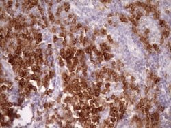 SLAMF7 Monoclonal Antibody (OTI3B3), TrueMAB , OriGene 100 &mu;L; Unconjugated:Antibodies,