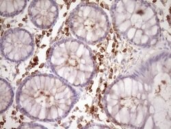 SLAMF7 Mouse anti-Human, Clone: OTI3B3, lyophilized, TrueMAB 100 &mu;g;