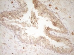 SLAMF7 Monoclonal Antibody (OTI1F1), TrueMAB , OriGene 100 &mu;L; Unconjugated:Antibodies,